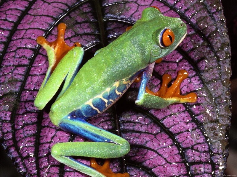 green tree frog on purple leaf