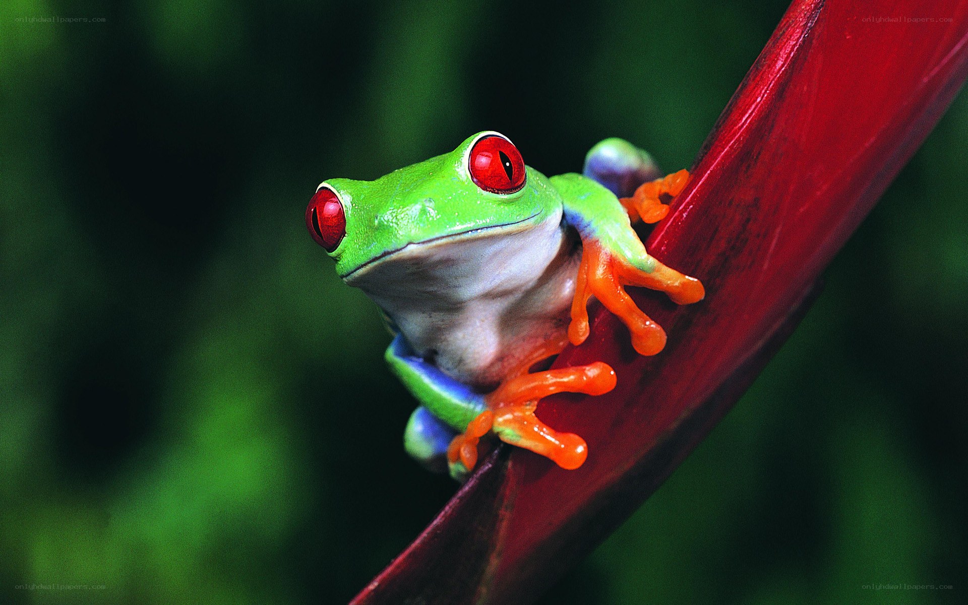 green tree frog on red stem