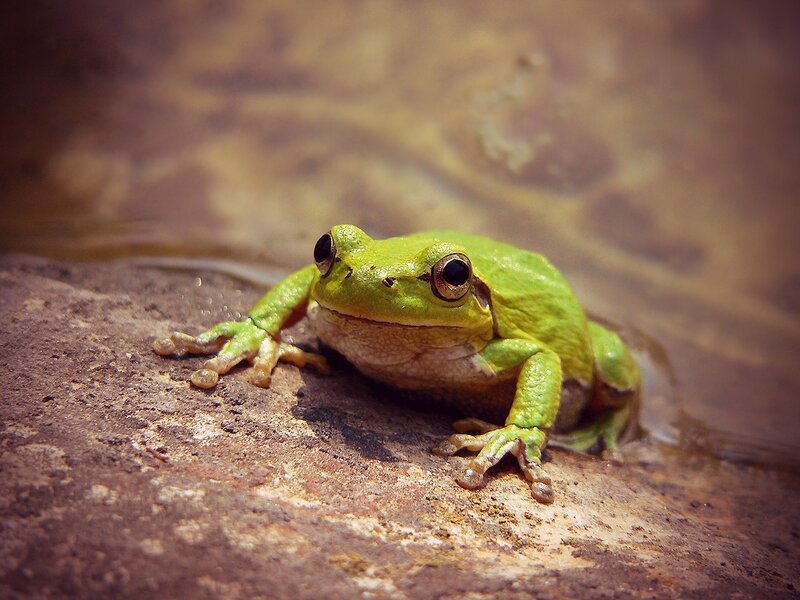 green tree frog on rock