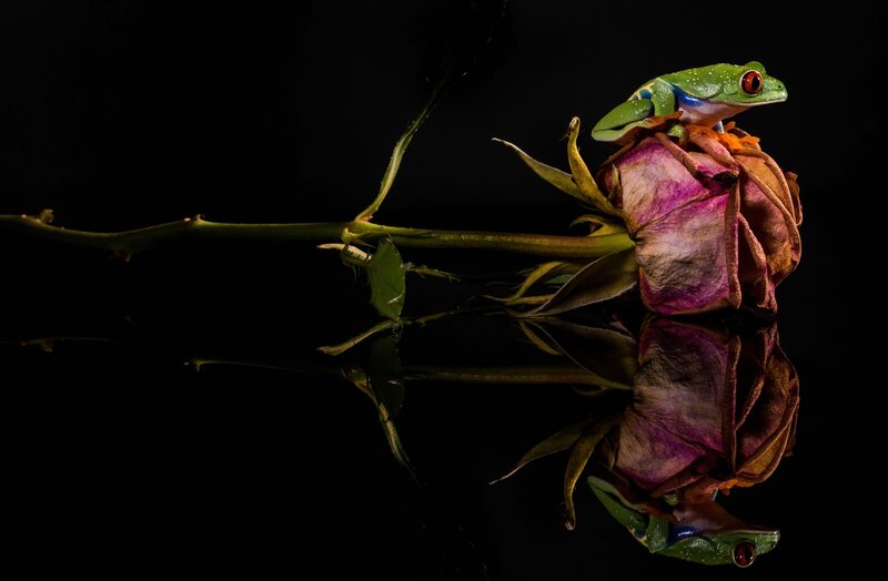 Green Tree Frog on Rose