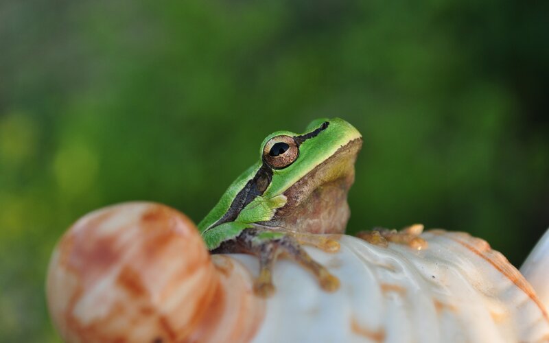 green tree frog on shell