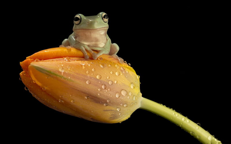 Green Tree Frog on Tulip
