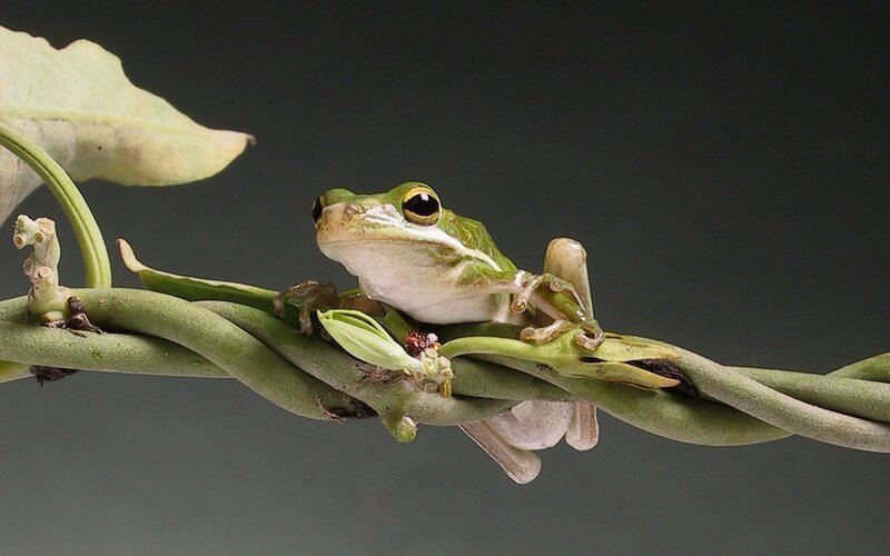 green tree frog on vine