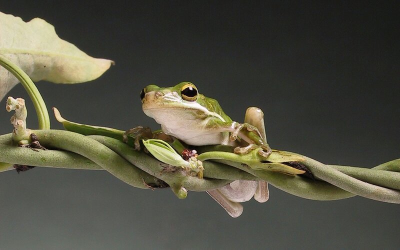 Green Tree Frog on Vine — Calm