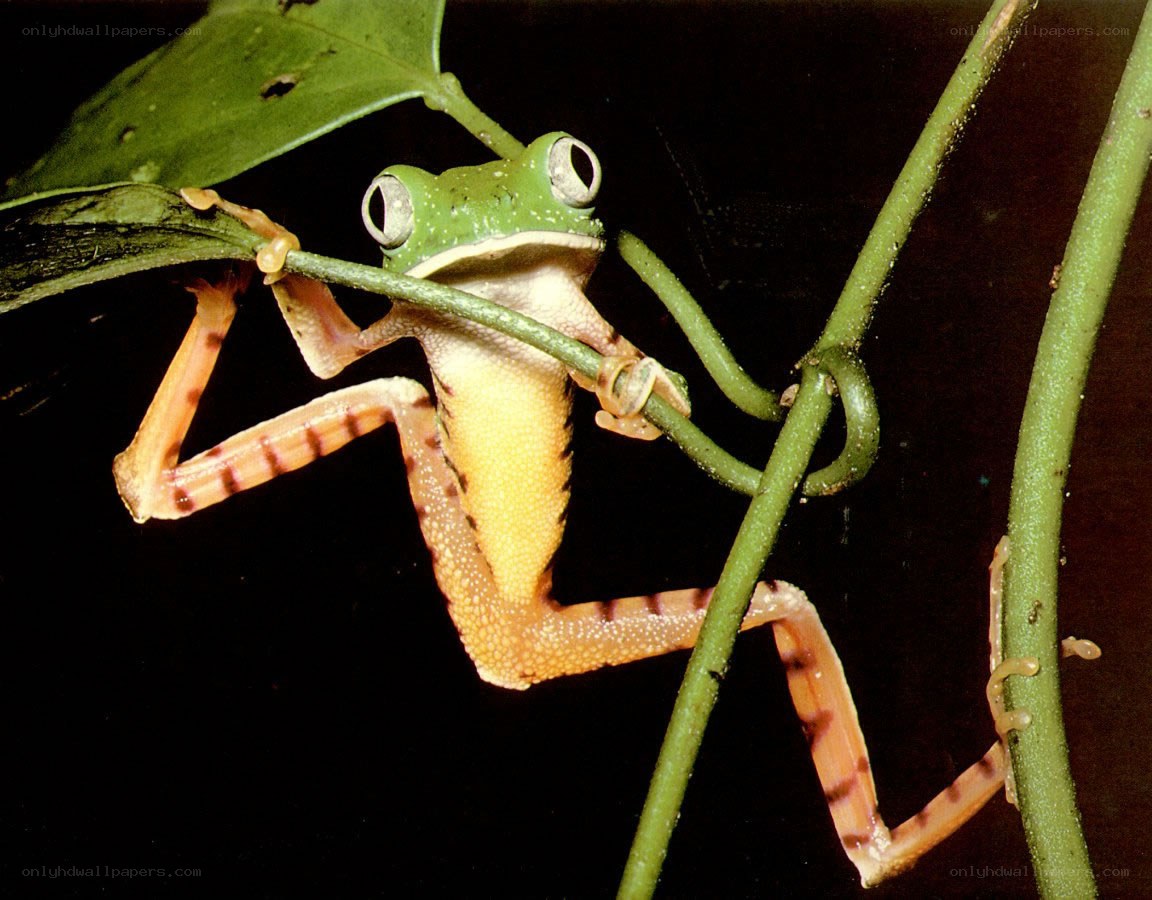 green tree frog on vine