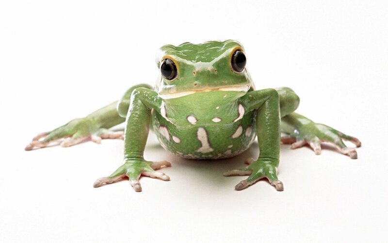green tree frog on white background