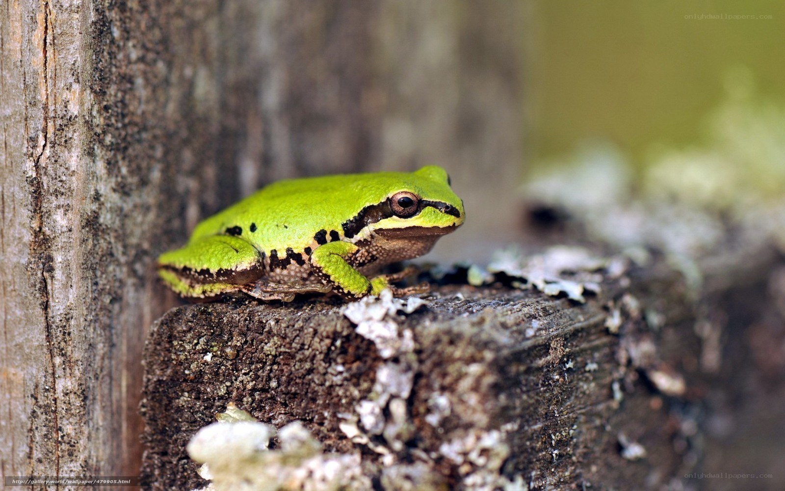 green tree frog on wood