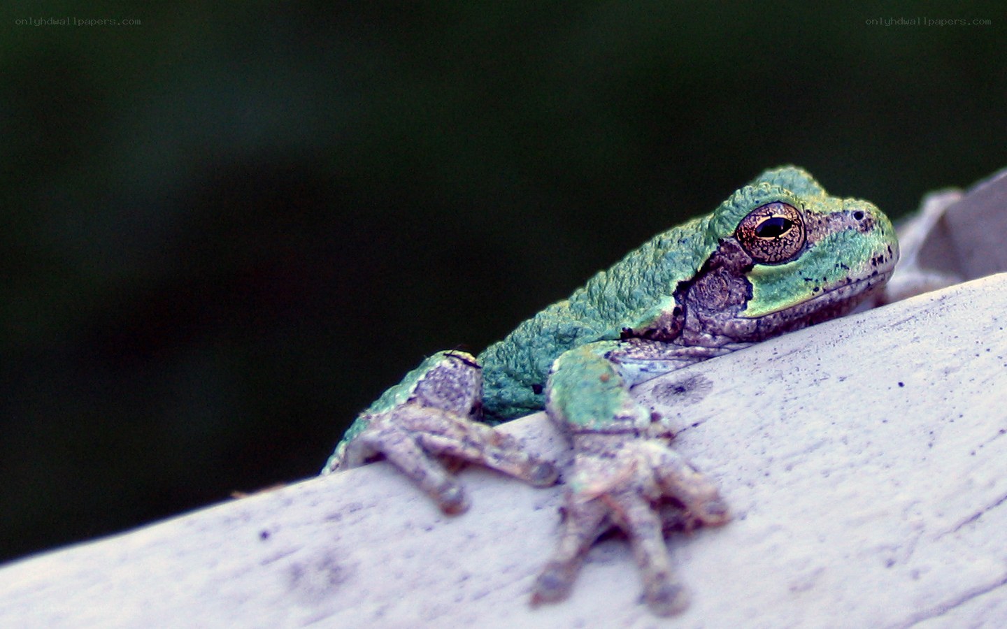 green tree frog on wood