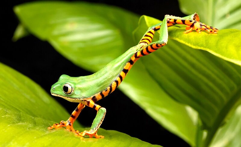 Green Tree Frog — Orange