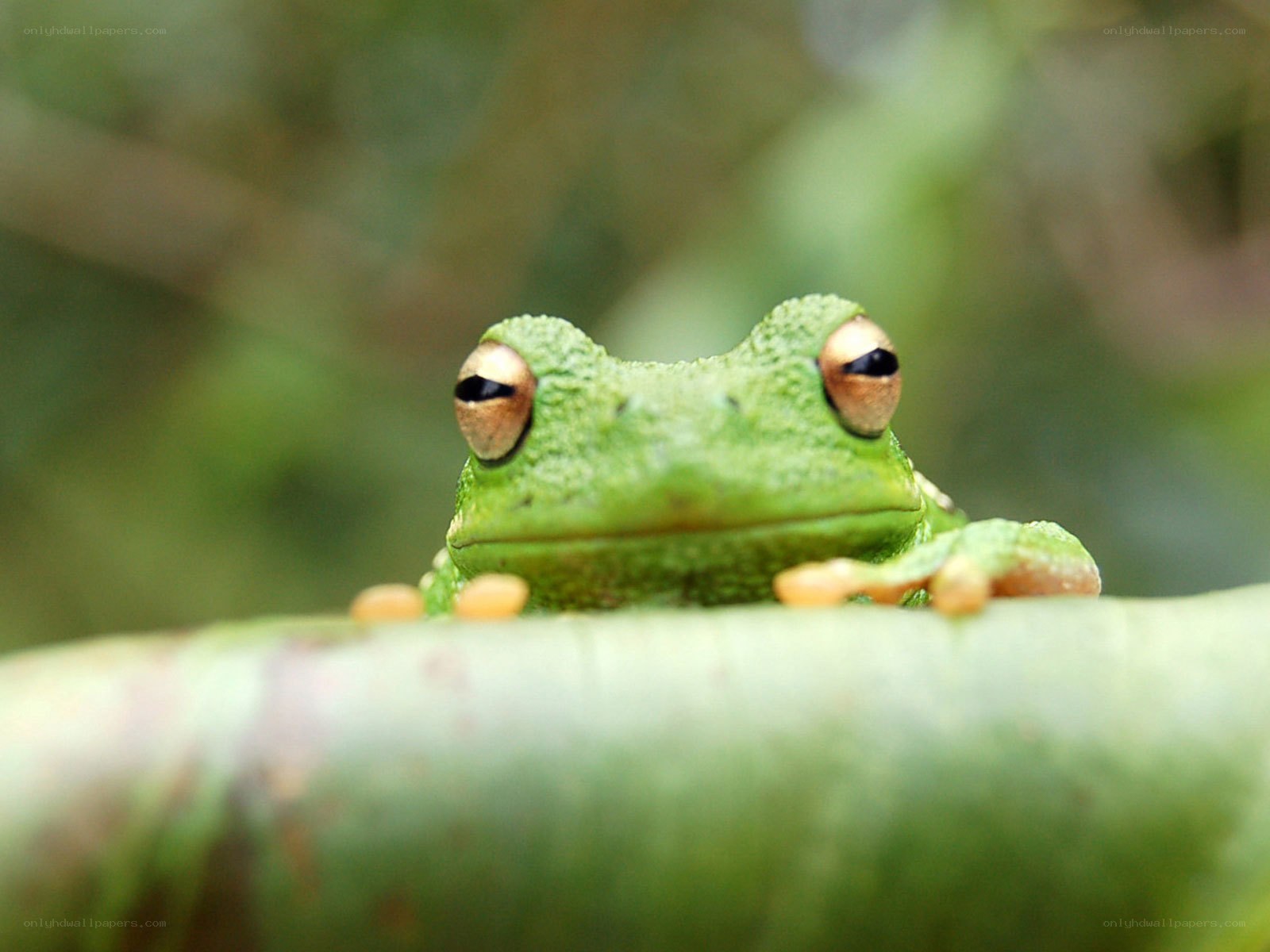 green tree frog peeking