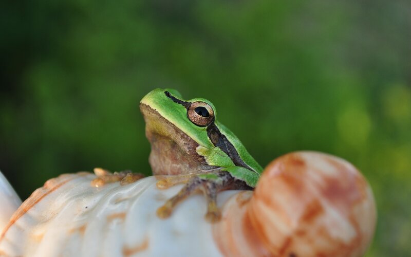 green tree frog perched