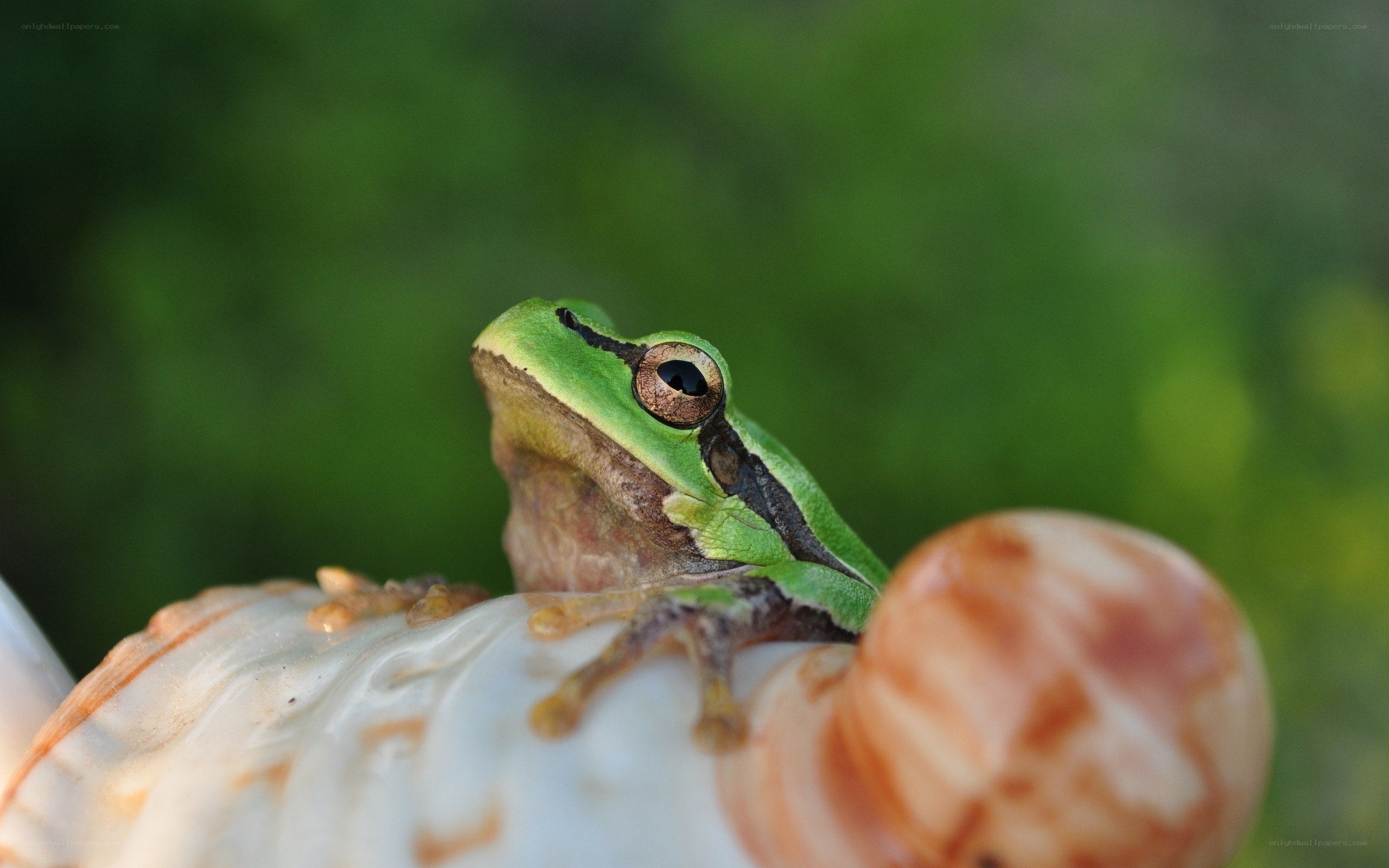 green tree frog perched
