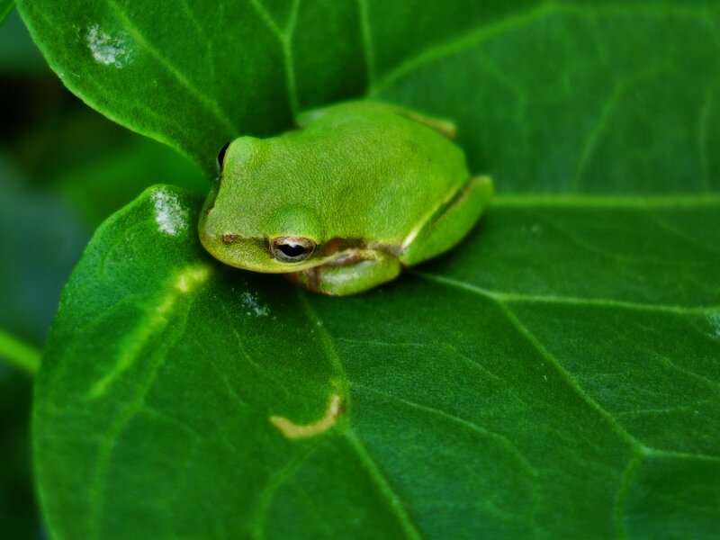 Green Tree Frog — Photograph, Leaf