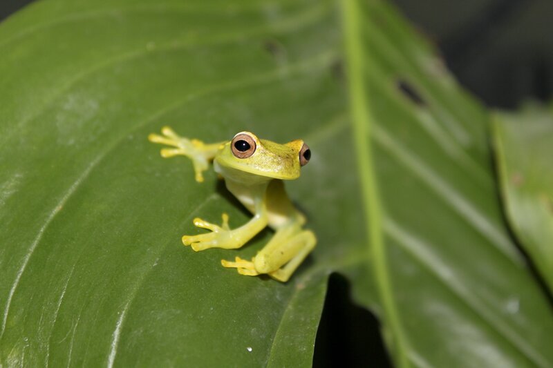 Green Tree Frog — Photograph, Yellow