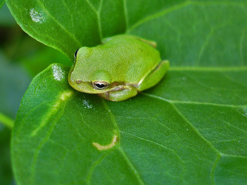 Green Tree Frog — Plant