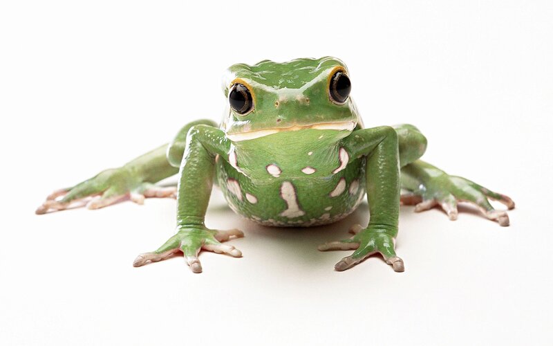 green tree frog portrait