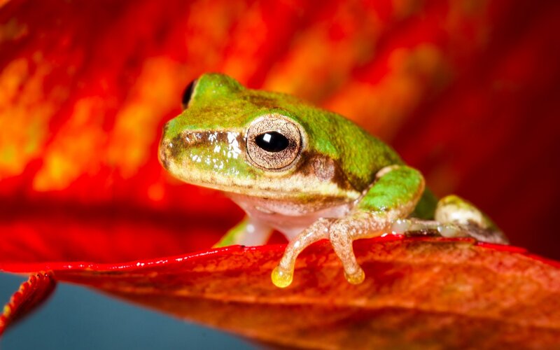 Green Tree Frog — Red