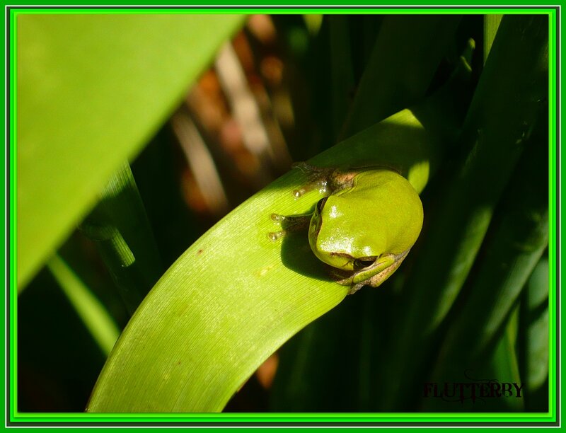 Green Tree Frog — Serene, Afternoon, Photograph, Leaf, Sunlight