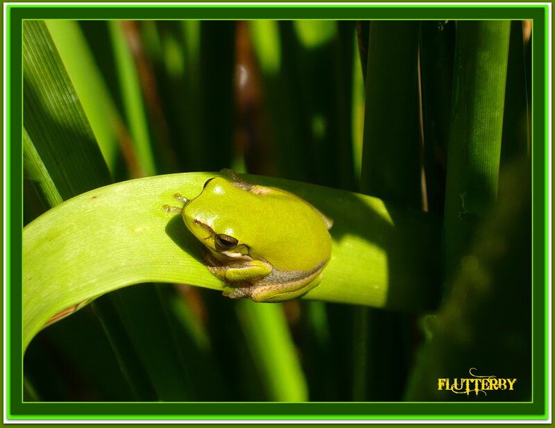 Green Tree Frog — Serene, Afternoon, Photograph, Leaf