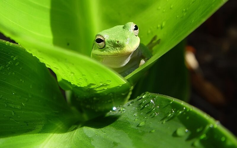Green Tree Frog — Serene, Afternoon, Photograph, Leaf, Water Droplets