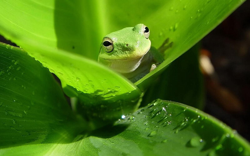 Green Tree Frog — Serene, Afternoon, Photograph