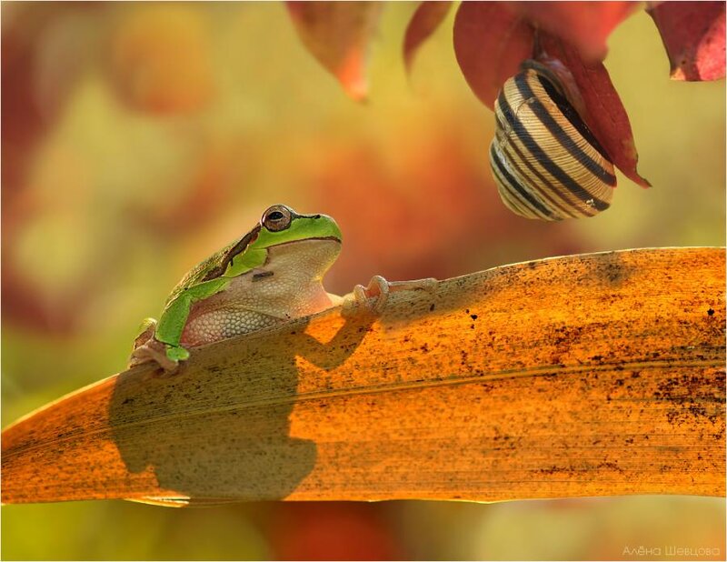 Green Tree Frog — Serene, Autumn