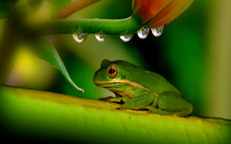 Green Tree Frog — Serene, Morning, Photograph, Leaf