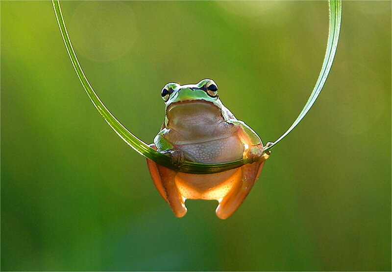 Green Tree Frog — Serene, Morning, Photograph