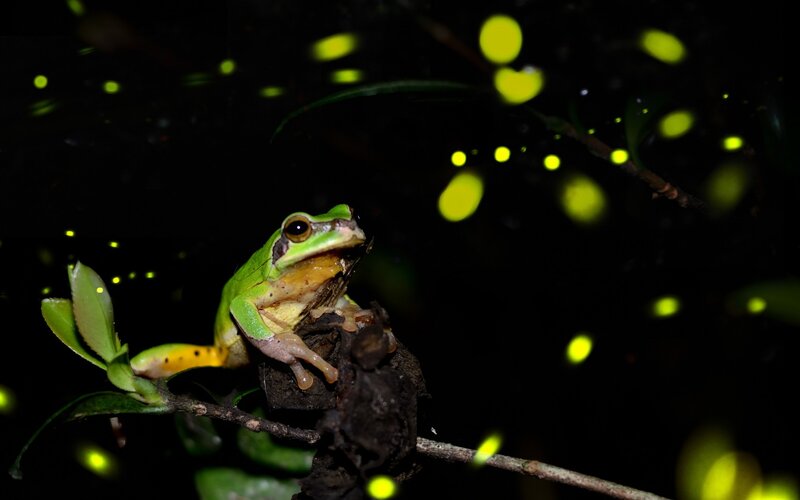 Green Tree Frog — Serene, Night