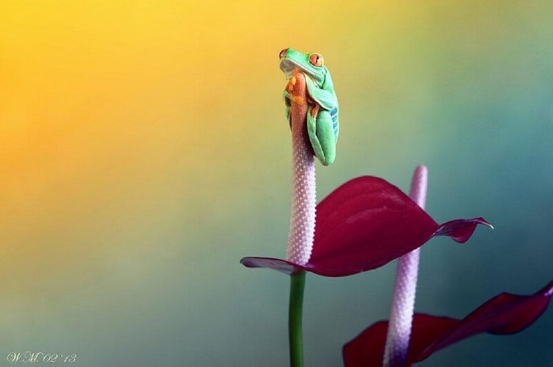 Green Tree Frog — Serene, Photograph, Flower, Stem