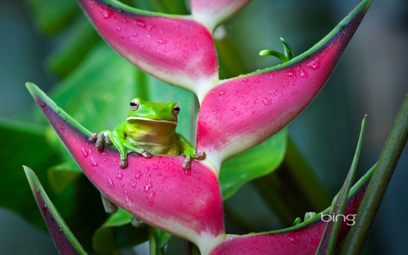 Green Tree Frog — Serene, Photograph, Flower