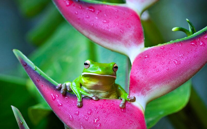 Green Tree Frog — Serene, Photograph