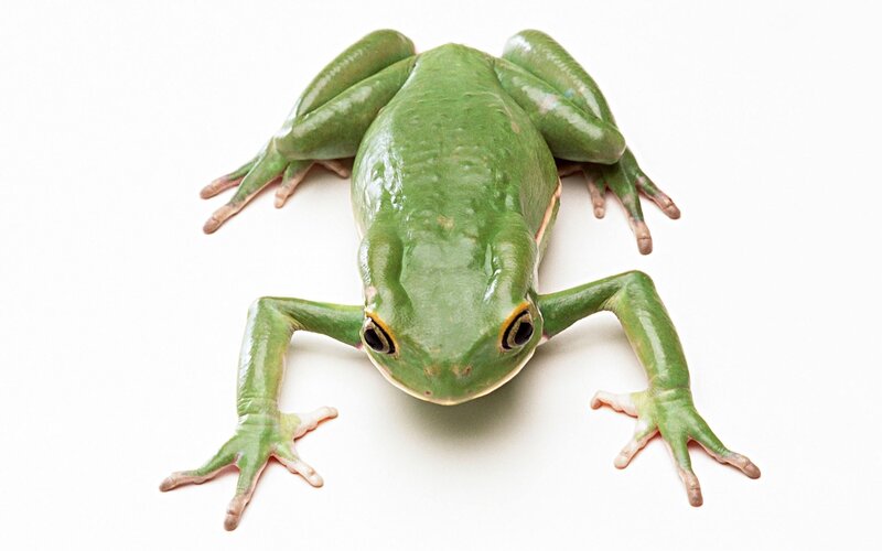 green tree frog