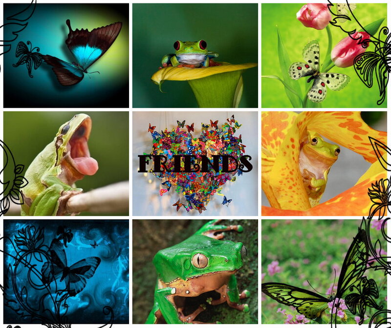 Green Tree Frog — Vibrant, Photograph, Butterfly