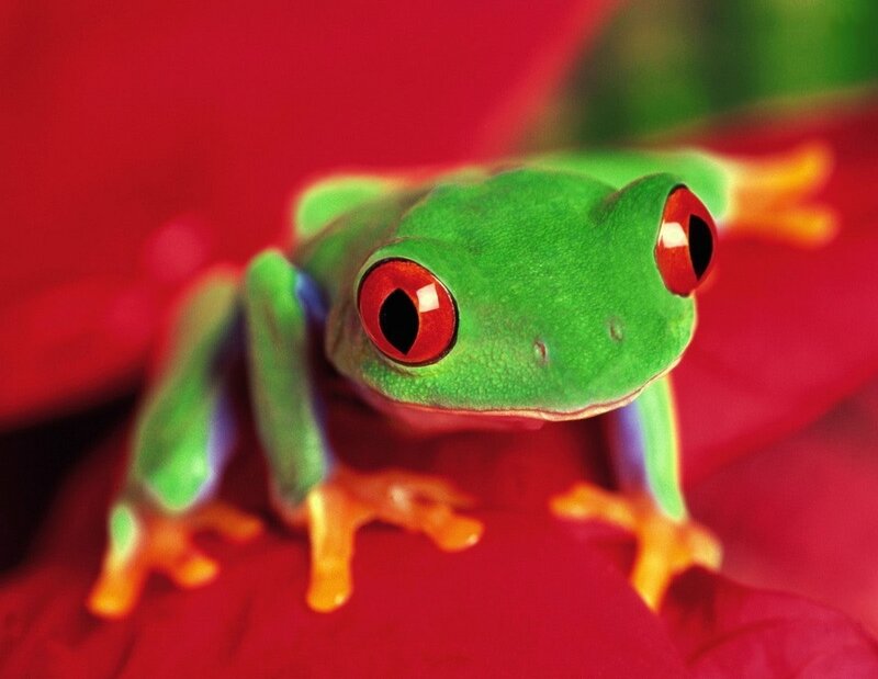 Green Tree Frog — Vibrant, Photograph
