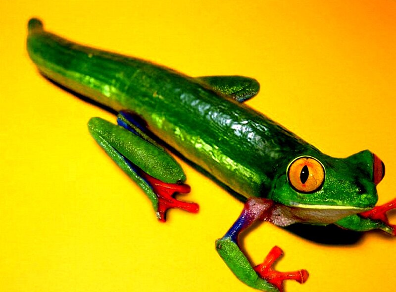 Green Tree Frog — Vibrant, Photograph, Yellow Background