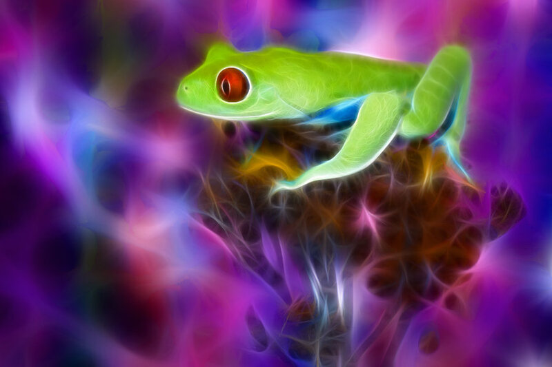 Green Tree Frog — Vibrant