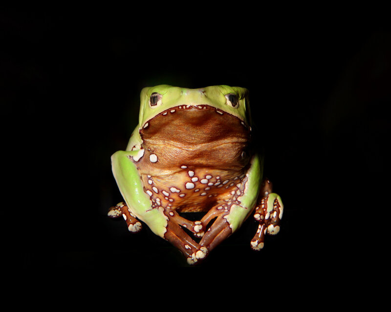 green tree frog with brown belly
