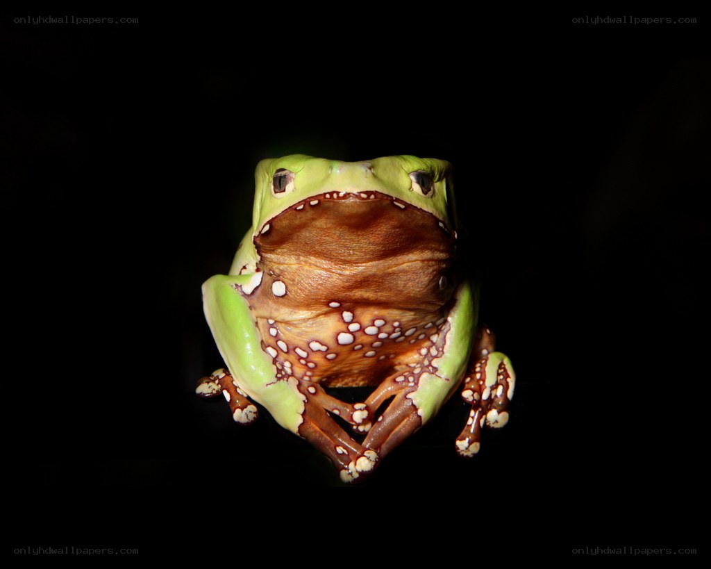 green tree frog with brown belly