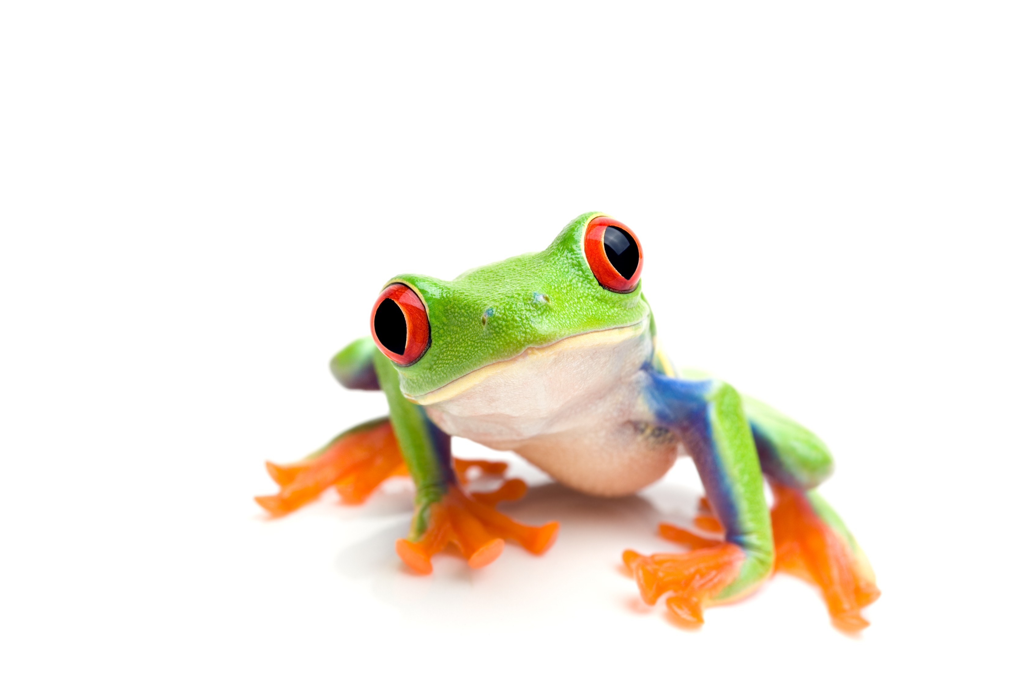 green tree frog with red eyes