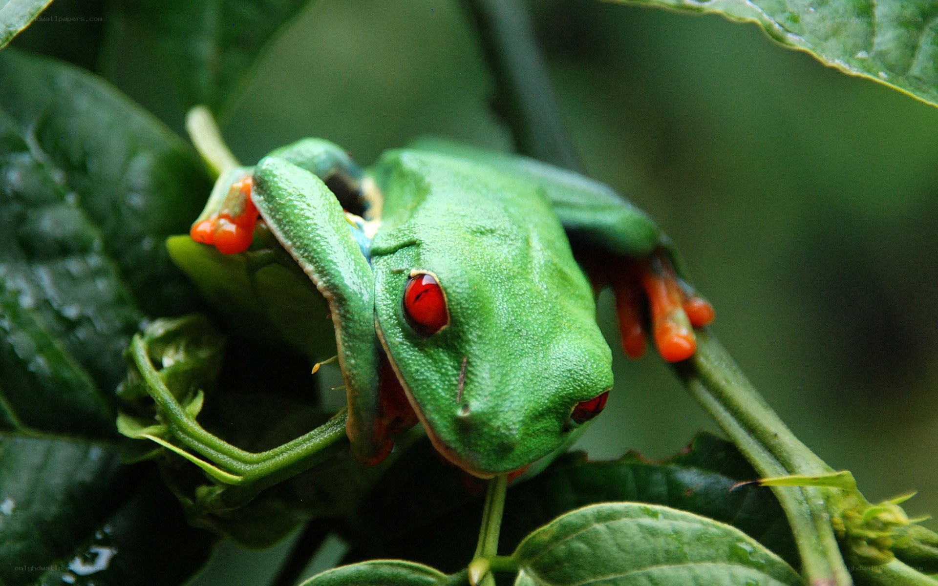 green tree frog with red eyes
