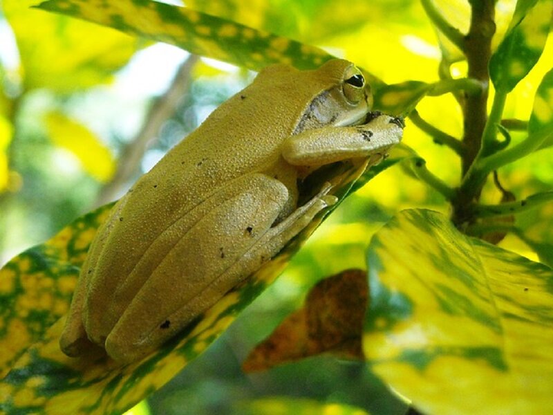 Green Tree Frog — Yellow, Calm
