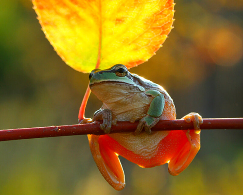 Green Tree Frog — Yellow