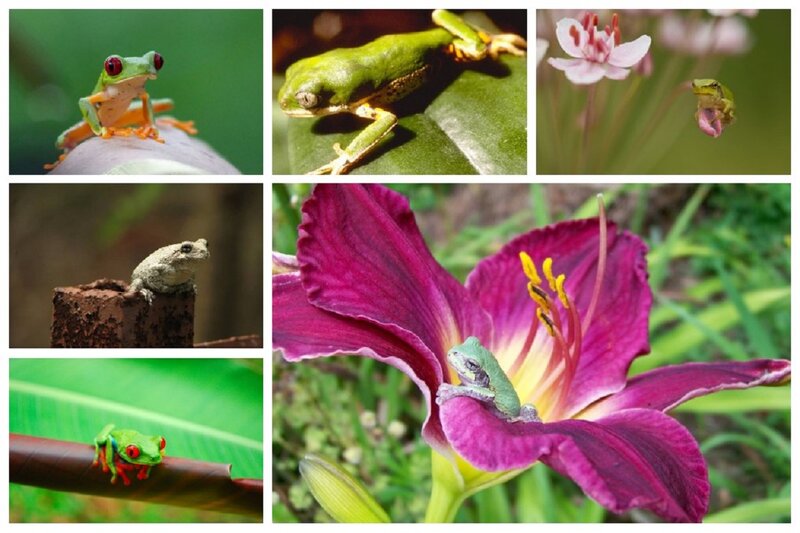 Green Tree Frogs — Natural, Afternoon
