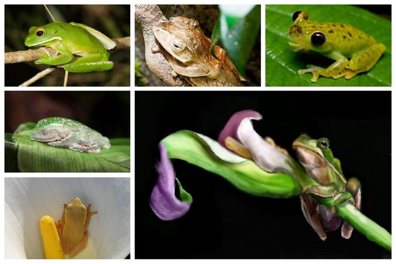 Green Tree Frogs — Natural, Night
