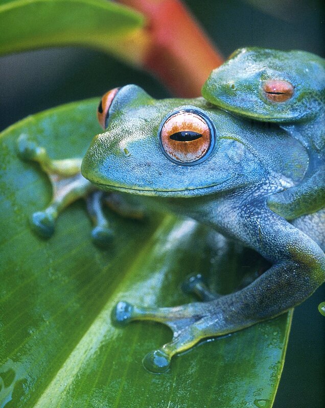 Green tree frogs on a leaf