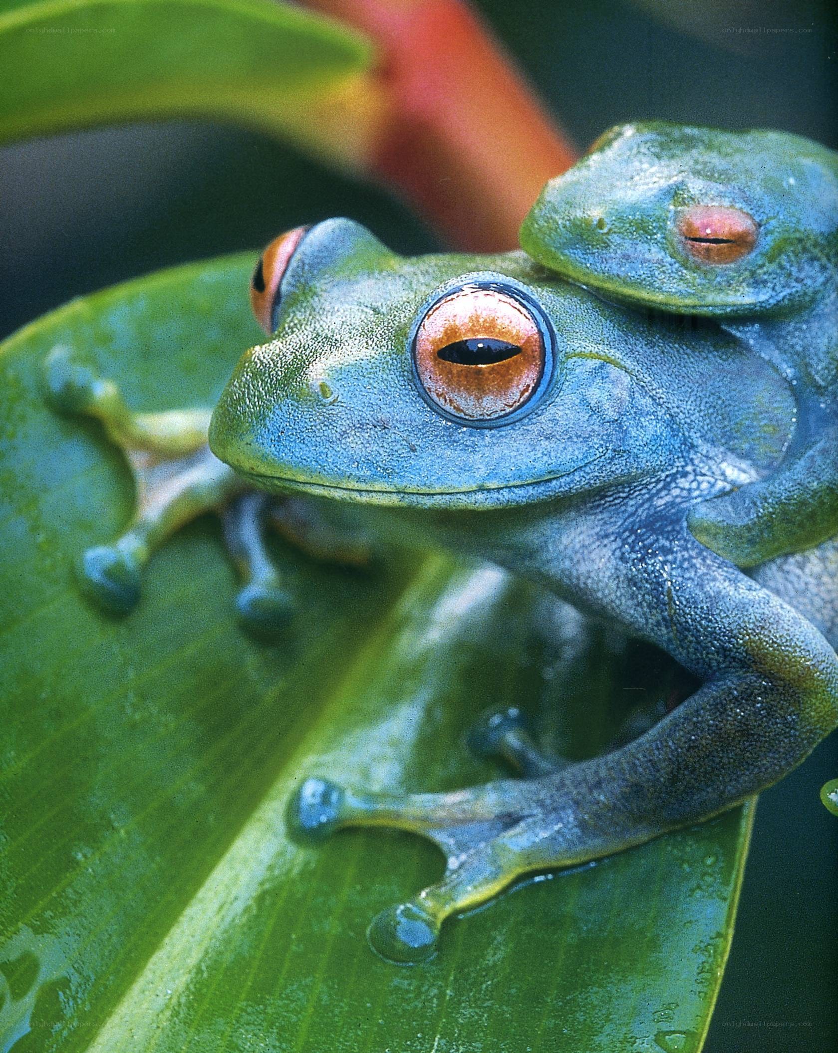 Green tree frogs on a leaf
