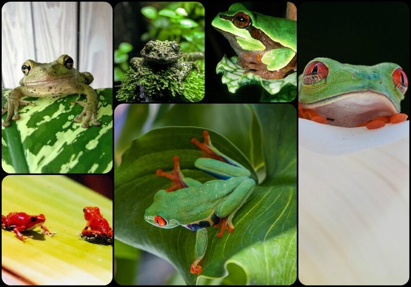 Green Tree Frogs