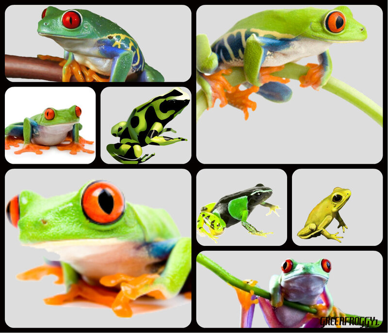 Green Tree Frogs — Vibrant
