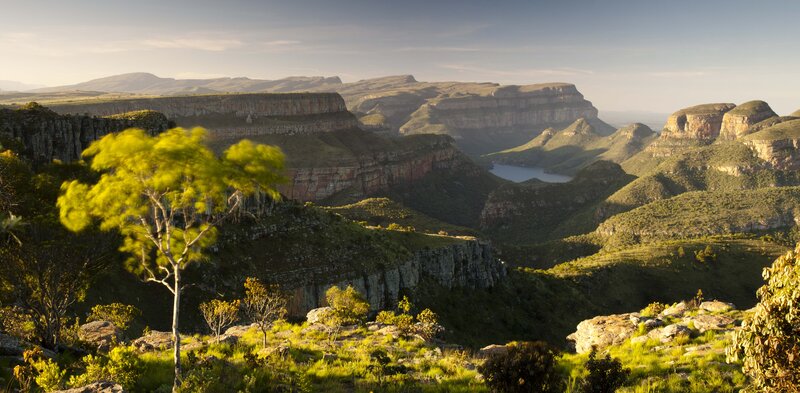 Green Tree in Canyon